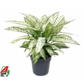 image DIEFFENBACHIA VESUVIUS