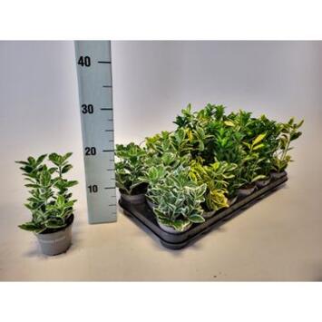 image EUONYMUS VARIE