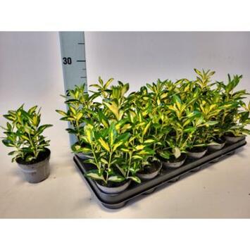 image EUONYMUS JAPONICUS