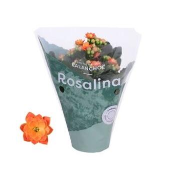 image KALANCHOE FL DBLE ROSALINA DON PERDO
