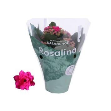 image KALANCHOE FL DBLE ROSALINA DON VICTORIO