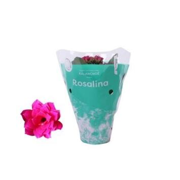 image KALANCHOE FL DBLE ROSALINA DON VICTORIO