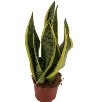 image SANSEVIERIA FUTURA SUPERBA