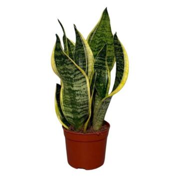 image SANSEVIERIA FUTURA SUPERBA