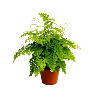 image ADIANTUM FRAGRANS