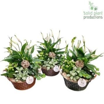 image COMPO 4 PLANTES ZINC