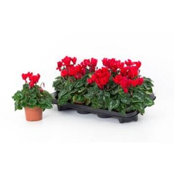 image CYCLAMEN ALLURE ROUGE
