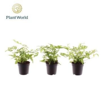 image PTERIS ALBOLINEATA