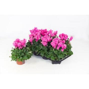 image CYCLAMEN ALLURE ROSE