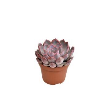 image ECHEVERIA SUMMER