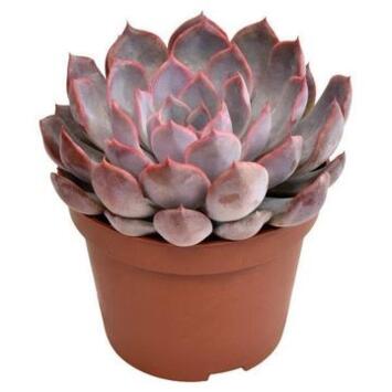 image ECHEVERIA SUMMER
