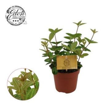 image PEPEROMIA ANGULATA ROCCA