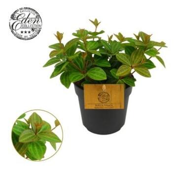 image PEPEROMIA ANGULATA ROCCA