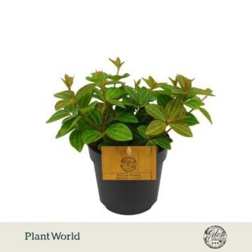 image PEPEROMIA ANGULATA ROCCA
