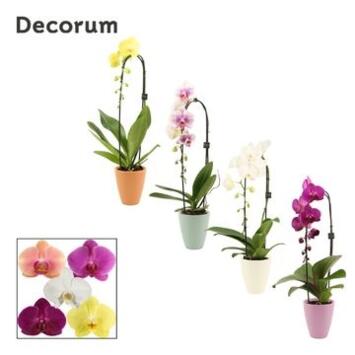 image PHALAENOPSIS 1BR CASCADE CERAM