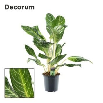 image AGLAONEMA