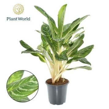 image AGLAONEMA