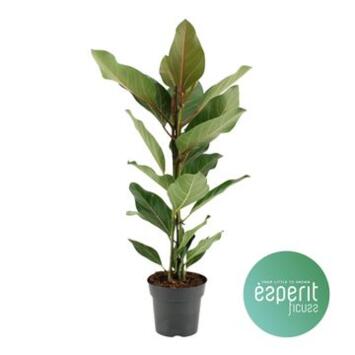 image FICUS JOY