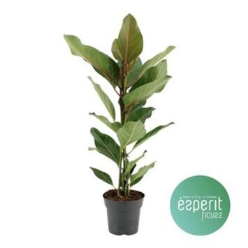 image FICUS JOY