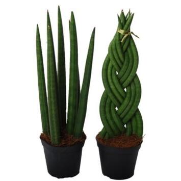 image SANSEVIERIA CYLINDRICA
