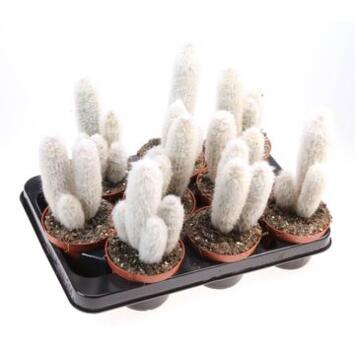 image CACTUS AUSTROCEPHALOCE
