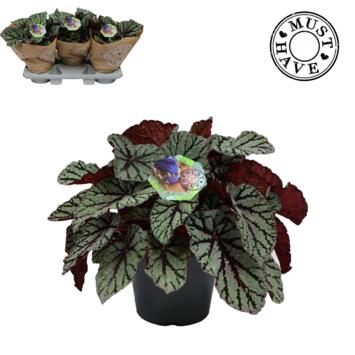 image BEGONIA REX MAGIC COLOURS FEDOR
