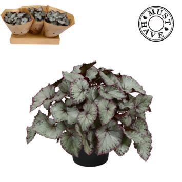 image BEGONIA HAWAIIAN SILVER
