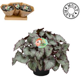 image BEGONIA HAWAIIAN SILVER