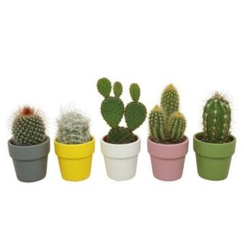 image CACTUS VARIE CERAM