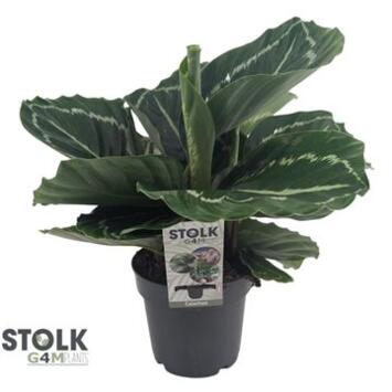 image CALATHEA VARIES