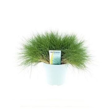 image FESTUCA GAUTIERI AMIGREEN