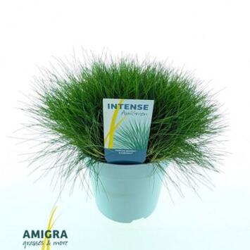 image FESTUCA GAUTIERI AMIGREEN