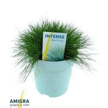 image FESTUCA GAUTIERI AMIGREEN