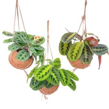 image MARANTA SUSP