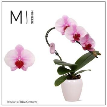 image PHALAENOPSIS 1BR SWAN BLUSH CERAM