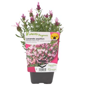 image LAVANDE STOECHAS EARLY PINK