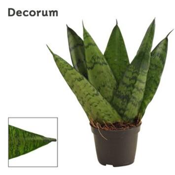 image SANSEVIERIA ZEYLANICA