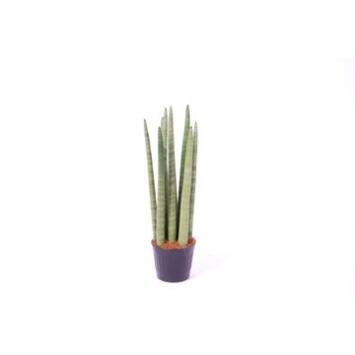 image SANSEVIERIA CYLINDRICA