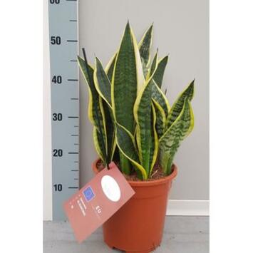 image SANSEVIERIA LAURENTII