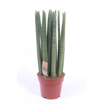 image SANSEVIERIA CYLINDRICA
