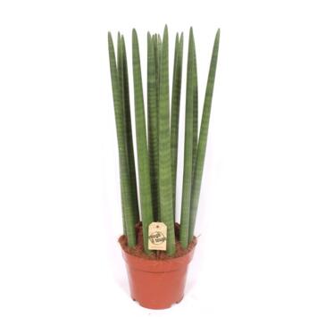 image SANSEVIERIA CYLINDRICA