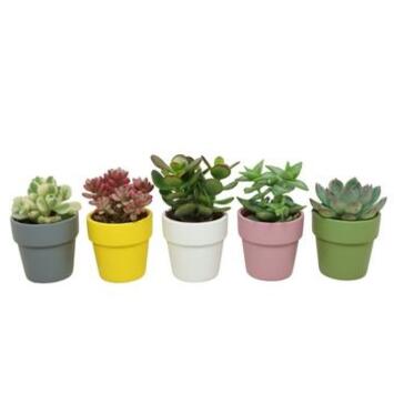 image SUCCULENTE P TERRE COLORE