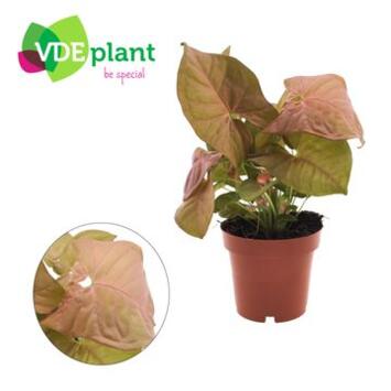 image SYNGONIUM NEON