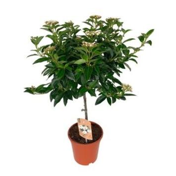 image VIBURNUM TINUS