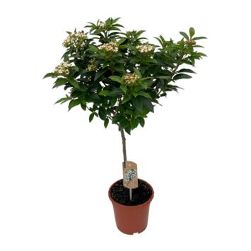 image VIBURNUM TINUS