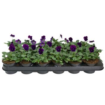 image PENSEE CORNUTA CARMINE