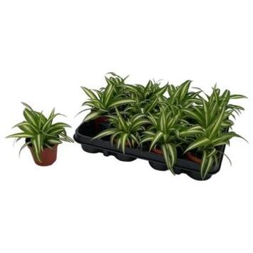 image CHLOROPHYTUM COMOSUM