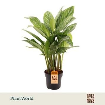 image AGLAONEMA STRIPES