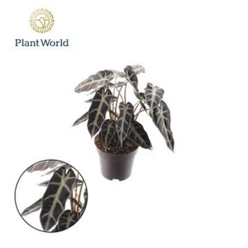 image ALOCASIA ARROW