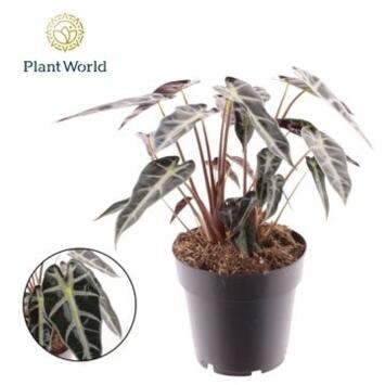 image ALOCASIA ARROW